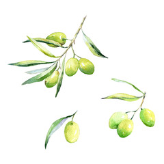 Hand drawn watercolor of ripe Olive brunches. Illustration for your design.