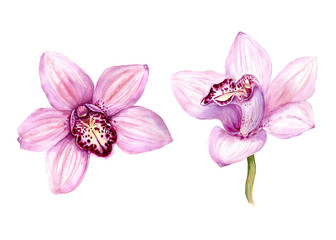 Fototapeta na wymiar Set of Watercolor illustration Tropical Orchid