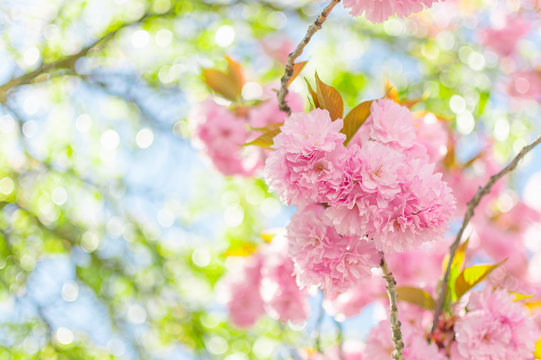 Pink Springtime Blossoms in Downtown © Frizz Studio