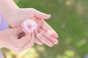 Obraz na płótnie Canvas Child hand holding a pink springtime blossom