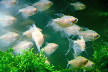 Ordinary ternetia (Gymnocorymbus ternetzi, white tetra) is a species of freshwater ray-finned fish...