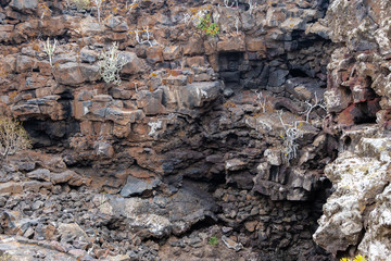 Plants grow on lava stone in a cave Lanzarote island