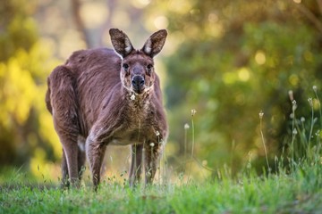 kangaroo in the grass, Australia, Nature, animals, animal, kangaroo, bush, Australia bush, bushland, outback, wild animal, wilderness, flower, 