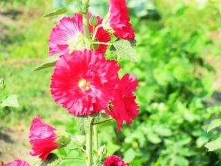 日本の田舎の風景　6月　花　タチアオイ