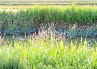 日本の田舎の風景　6月　水辺夕景