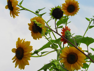 Sunflower