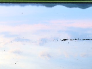 日本の田舎の風景　6月　田植え頃の水の夕景
