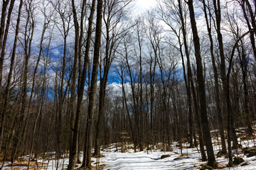 Fototapeta premium Chelsea snowy trails in April Gatineau park Quebec Canada