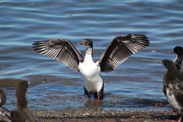 Cormoranes imperiales, patagonia chilena
