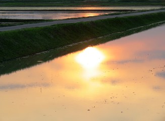 日本の田舎の風景　6月　田植え頃の水の夕景