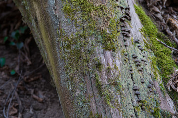 tree with moss on roots in a green forest or moss on tree trunk. Tree bark with green moss. Azerbaijan nature.