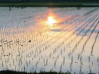 日本の田舎の風景　6月　田植え頃の水の夕景
