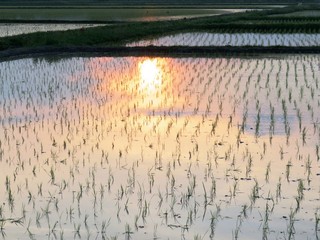 日本の田舎の風景　6月　田植え頃の水の夕景