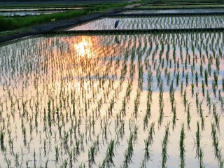 日本の田舎の風景　6月　田植え頃の水の夕景