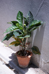 Plant in flowerpot