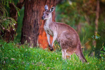 kangaroo in nature