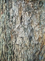 wood texture