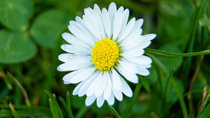 Obraz premium Macro shot of a marguerite blossom in spring time