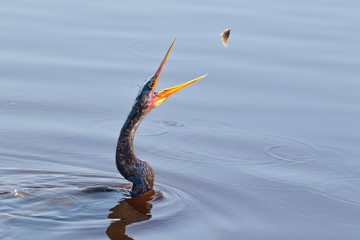 Anhinga about to acrobatically gulp down a small fish as a light snack