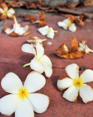 Fototapeta na wymiar frangipanni tree or shrub with clusters of fragrant yellow or white flowers.