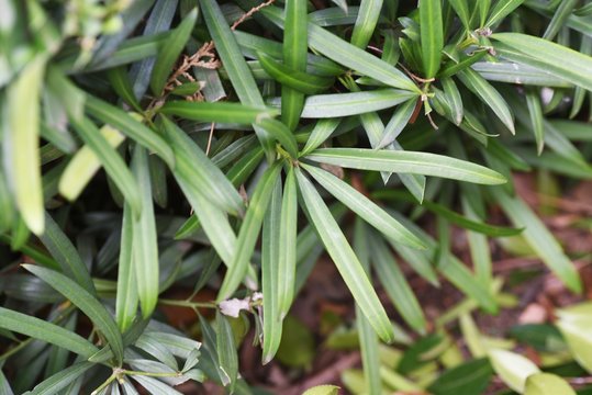 Yew plum  pine (Podocarpus macrophyllus) hedge / Podocarpaceae evergreen conifers.