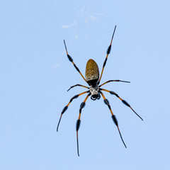Spider dangling from a gossamer thread before a crystal blue sky