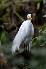 Great egret with bright yellow bill watches patiently from secluded cove in woods, while balanced on one leg