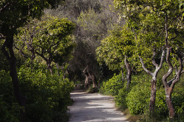 beautiful path in the forest. woods background. place to walk. nature background, landscape