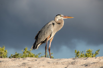 Sunlit grey heron posing atop a sand dune before a gray cloudy sky