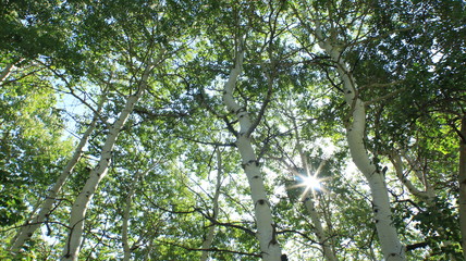 Light in the Rocky Mountains' trees