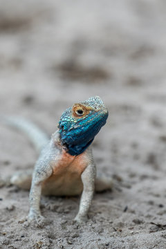 Iridescent blue, orange and gray male agama lizard performing dance to attract a mate in the desert sand of the Kalahari