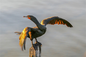 Neotropic cormorant sunning on post with water in background and golden light on its wings