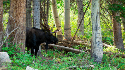 Moose in the Rocky Mountains