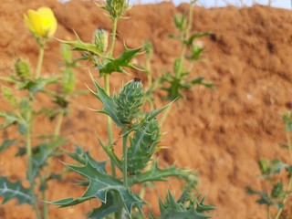 Argemone mexicana (Mexican poppy, Mexican prickly poppy, flowering thistle,cardo or cardosanto) is a species of poppy found in Mexico. It is also referred to as