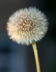 Dandelion ready to spread ripened seeds. Taraxacum is a large genus flowering plants in the family Asteraceae, which consists of species commonly known as dandelions.