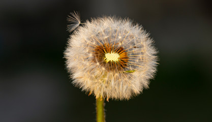 Dandelion ready to spread ripened seeds. Taraxacum is a large genus flowering plants in the family Asteraceae, which consists of species commonly known as dandelions.