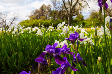 Purple White Flowers