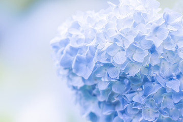 あじさい(柔らか・ふんわりイメージ)