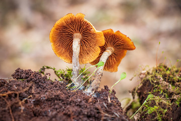 Poisonous deadly galerina (Galerina marginata) mushroom
