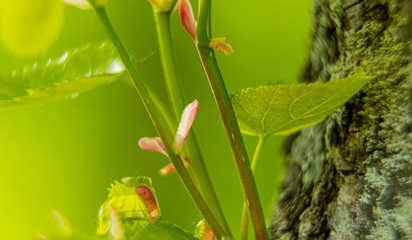 Macro shot of green leafs in spring time on a sunny day