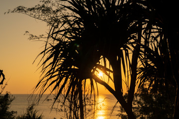 タコノキ　小笠原