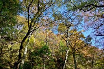 Fototapeta premium 大山の参道で見た紅葉情景＠鳥取