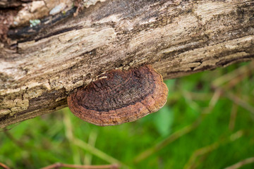 Polypore growing on a fallen tree