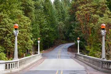 Bridge in the forest 