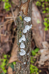 Little nest polypore mushroom (Trametes conchifer) growing on a stick⠀