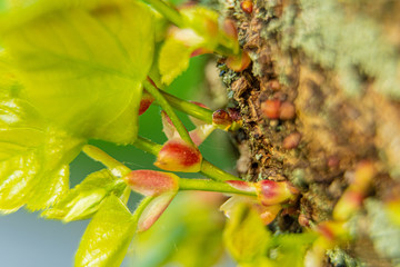 Macro shot of green vegetation in spring time