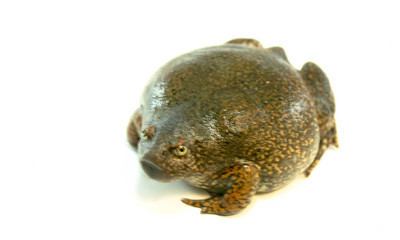 
Bullfrog on a white background