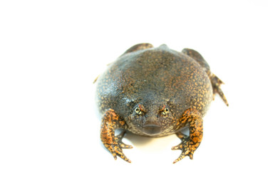 
Bullfrog on a white background