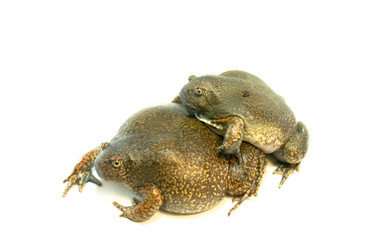 
Bullfrog on a white background