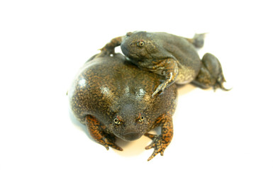 
Bullfrog on a white background